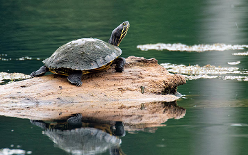Ras Al Haad Turtle Reserve